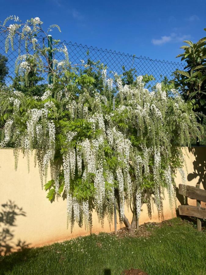 مبيت وإفطار Salir de Matos Quinta Da Sobreira المظهر الخارجي الصورة
